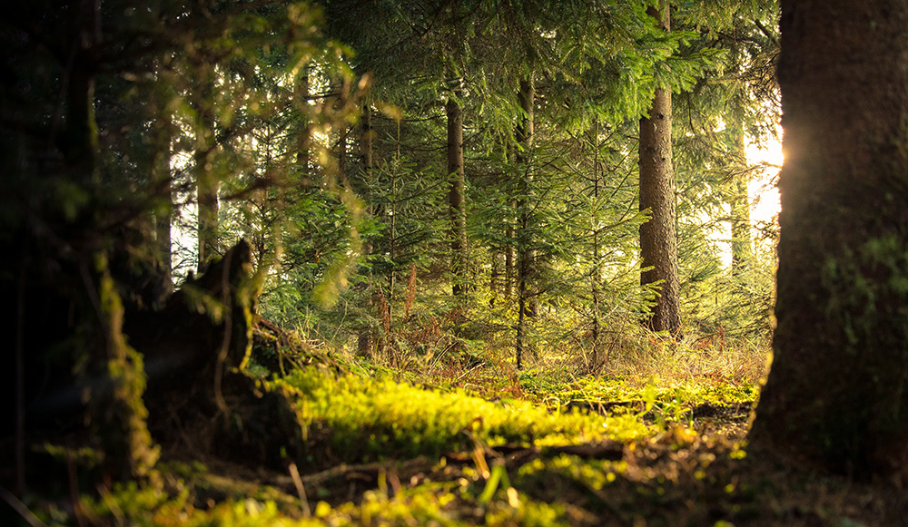 therapie-en-nature Connexion à la nature Fribourg