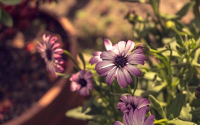 Hommage à la gardienne de la terre